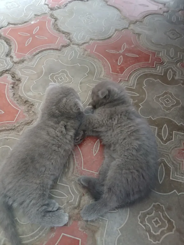 Продаются котята 4 Продаются котята 4