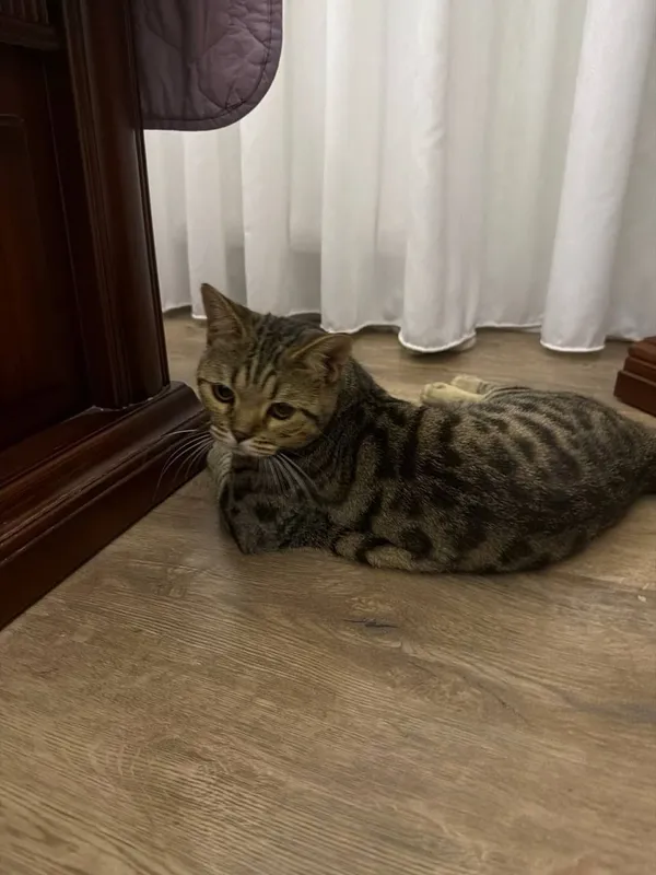 8 oylik bengal mushugi 3 8 oylik bengal mushugi 3