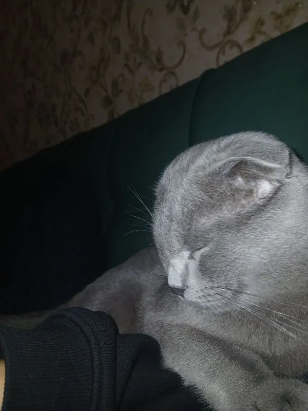 Активно ишем невесту для связки