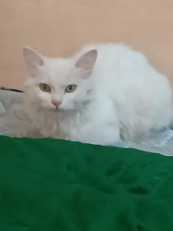 yaxshi zotli mushuk aqili