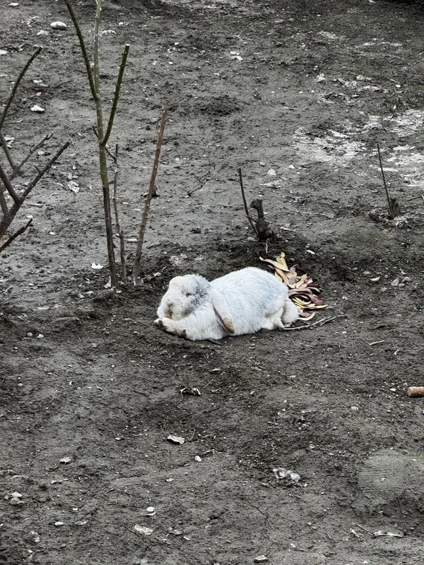 Кролик французский баран