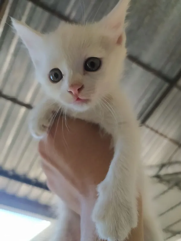 котёнок 2 котёнок 2