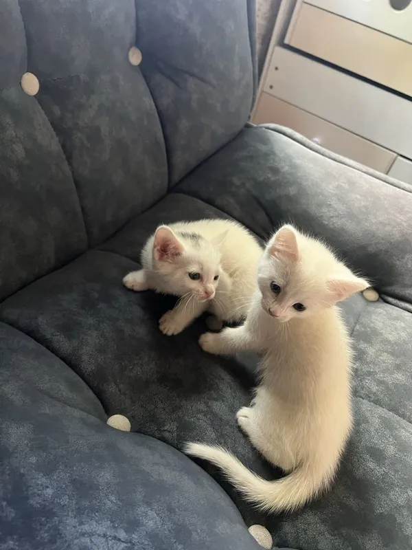Продаю котят котенек белого цвета пародистые — фото 2
