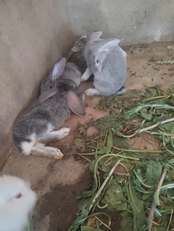 Крольчата на продажу