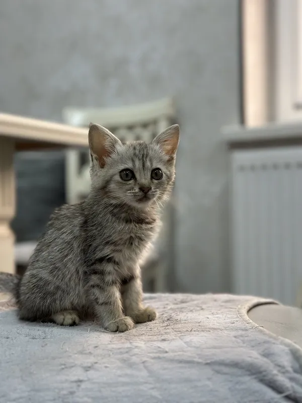 Породистые котята — фото 4