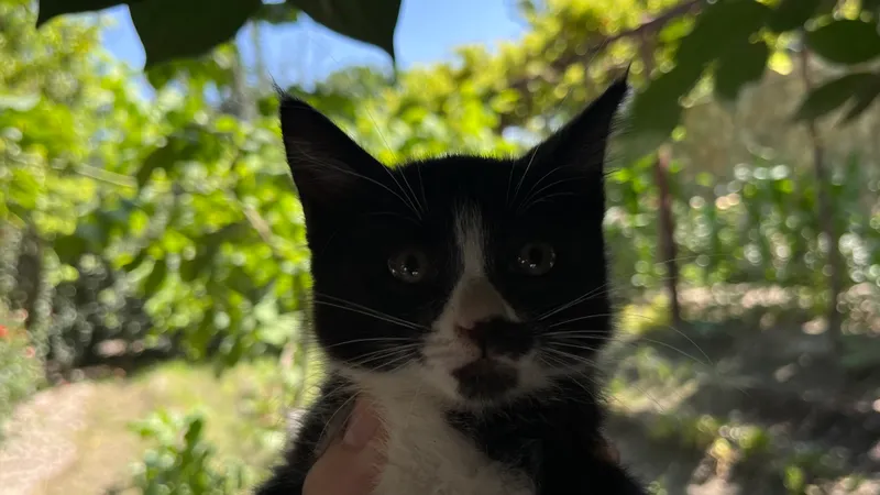 Котята — фото 3
