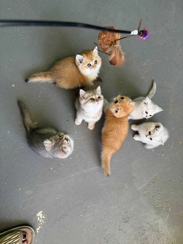 Продается котята