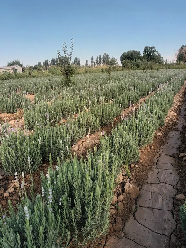 Французский Лаванда Хризантема Глобус 4 Французский Лаванда Хризантема Глобус 4