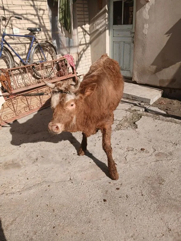 Buqacha sotiladi yeyishi yaxshi kamchiligi yoq 100% — фото 3