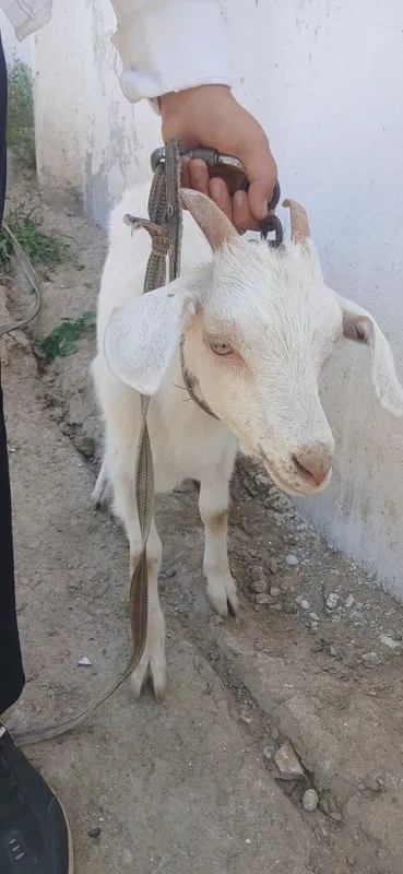Козлёнок-улок'ча эчки — фото 4