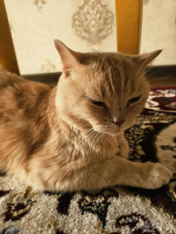 British shorthair 3 British shorthair 3