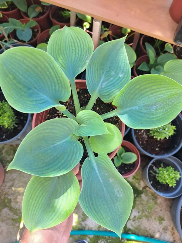Хоста (лат. Hosta) — «королево тени»