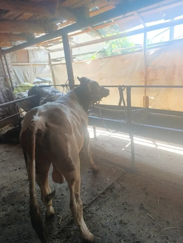 Gibrit buqaca buzoq xali tiwi 1 Gibrit buqaca buzoq xali tiwi 1