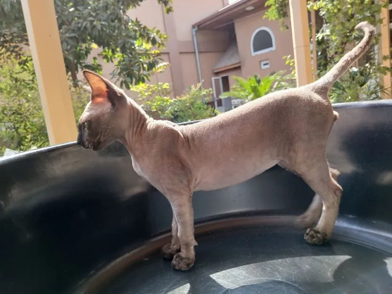 ВЯЗКА, кот Канадский сфинкс кошка приедет на 3 дня. — фото 2