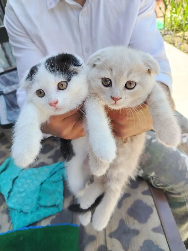 Котёнки скоттч-фолд — фото 2