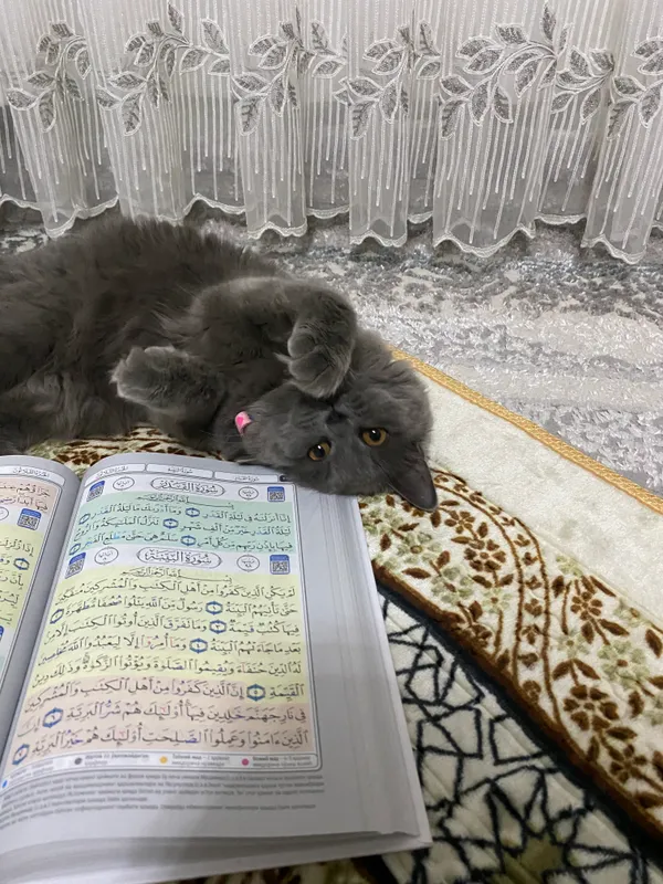 Котёнок, кошки 3