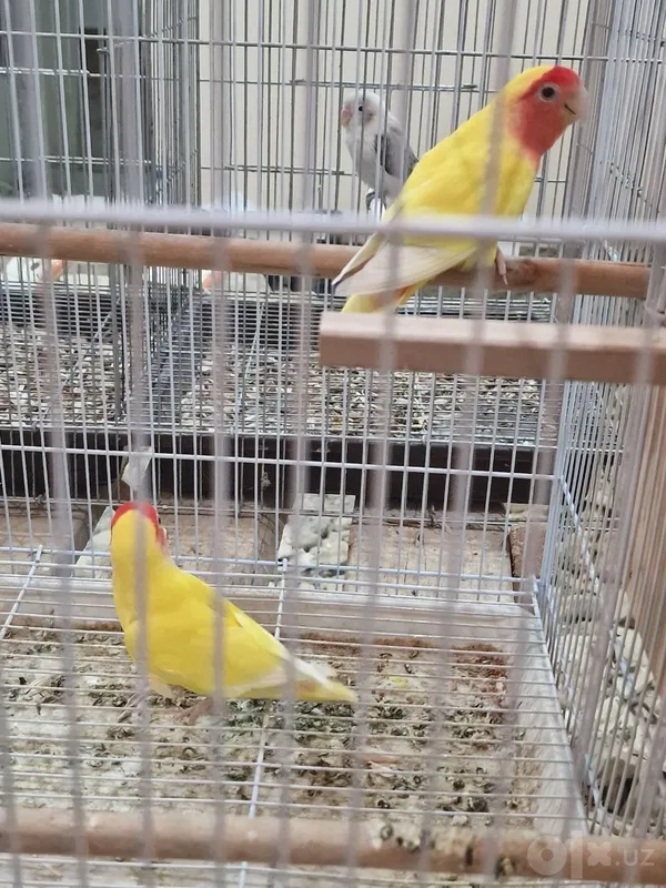 Nerzaluchka opaline parasi 500000ming tayyor Nerzaluchka opaline parasi 500000ming tayyor