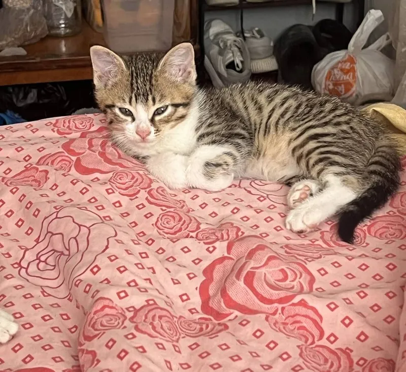 Отдам котят в добрые руки