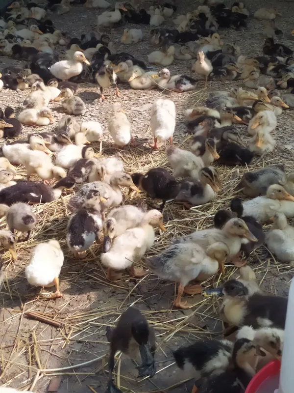 Pekin. Favorit zotliy o'rdakchalar 4 Pekin. Favorit zotliy o'rdakchalar 4