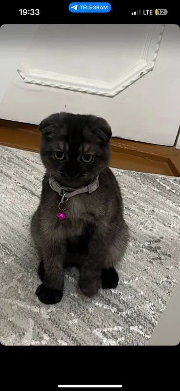 скотч фолд