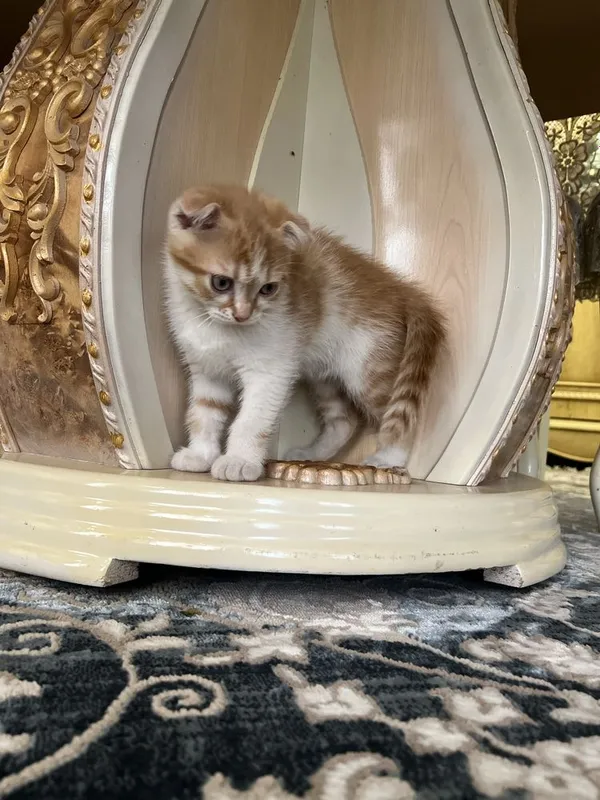 Котята скотиш фолд — фото 1