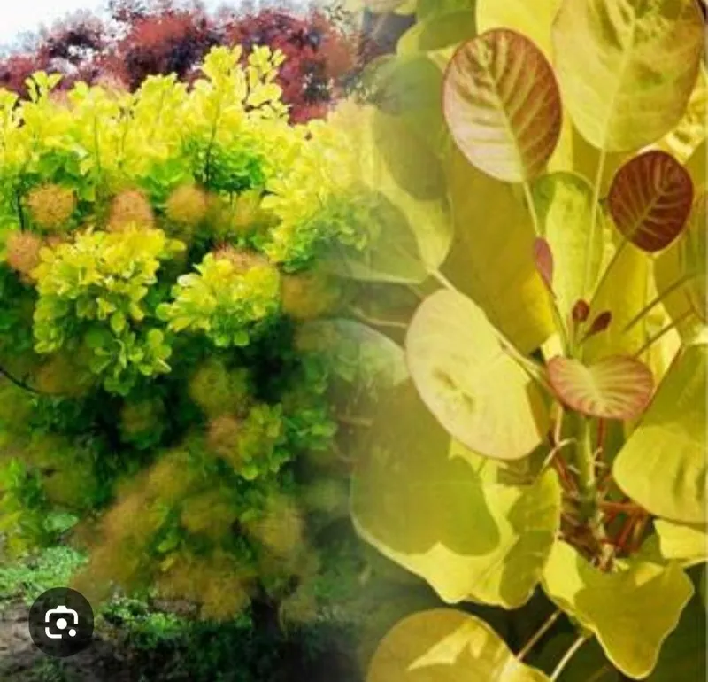 Скумпия кустарник
