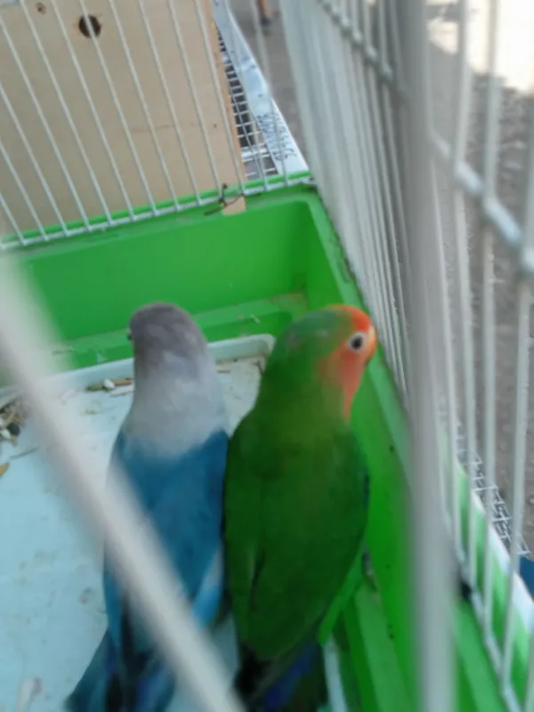 Popugay juftlik,,lovebirdsʼʼ 1 Popugay juftlik,,lovebirdsʼʼ 1