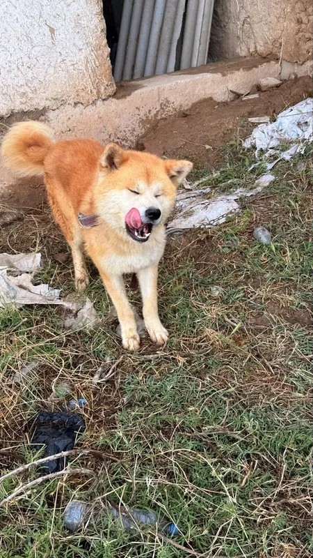 Akita Inu Erkak 2 yosh