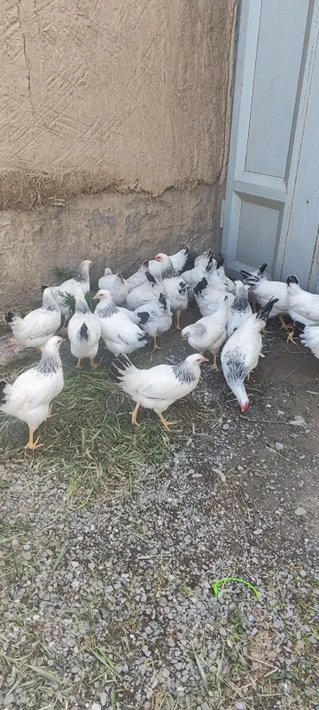 Adler Jujalari 4 yarim oylek sotiladi narxi 170000 dan