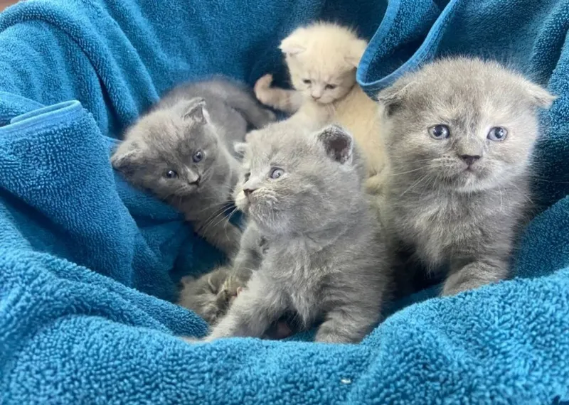 Котята милые породистые 5 Котята милые породистые 5