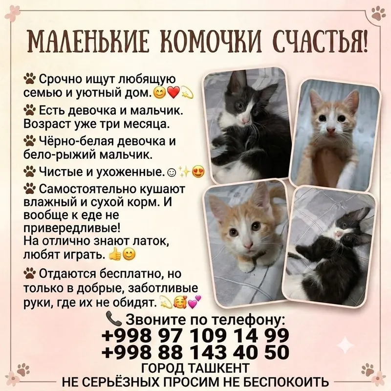 отдаются котята, в добрые руки. отдаются котята, в добрые руки.