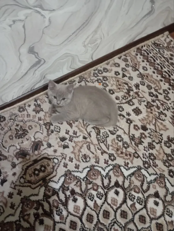 Mushuk sotiladi parodiya ikki dona biri erkak biri qiz
