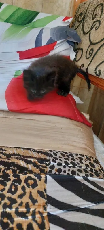 котята в добрые ручки — фото 1