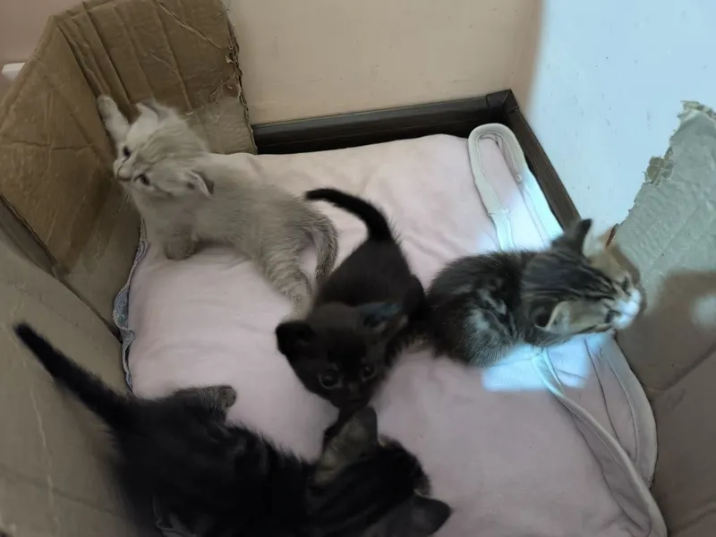 Вислоухие котята — фото 1