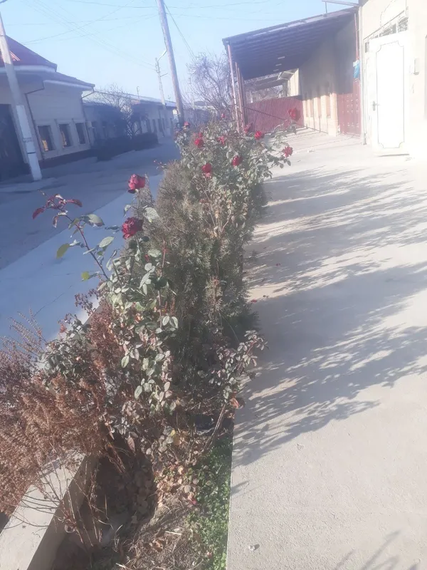 Uzum kõchatlari va gul kõchatlari bor gul 15 ming tok 5 ming