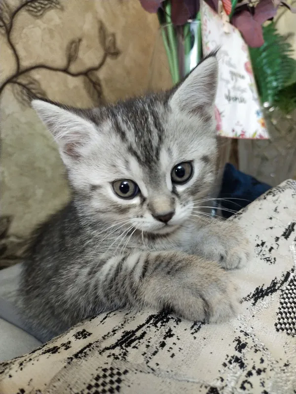Продаются котята Скоттиш — фото 2