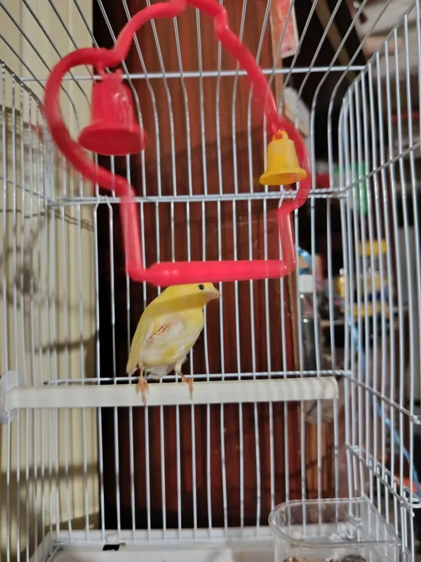 Канарейка 1 ойлик 4