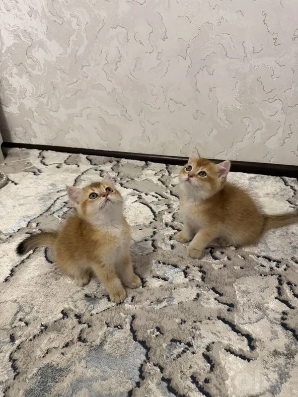 Britaniya oltin chinchillalari 2 Britaniya oltin chinchillalari 2