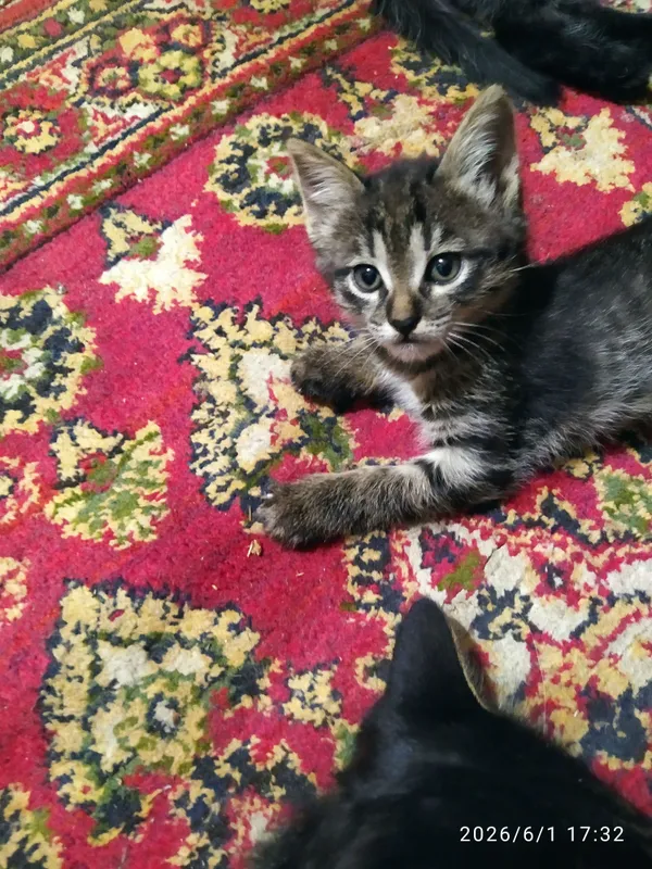 отдам бесплатно котят