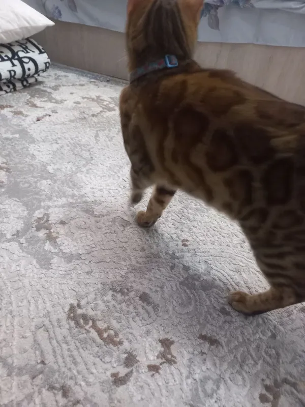 Bengal 2 yoshi aqlli 2 Bengal 2 yoshi aqlli 2