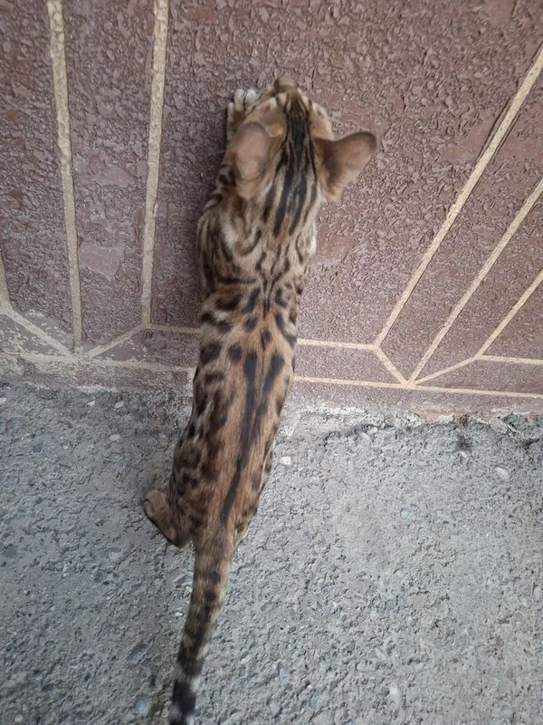 Bengal mushuk toza zot rasmdagi, qoplon face, 4 Bengal mushuk toza zot rasmdagi, qoplon face, 4