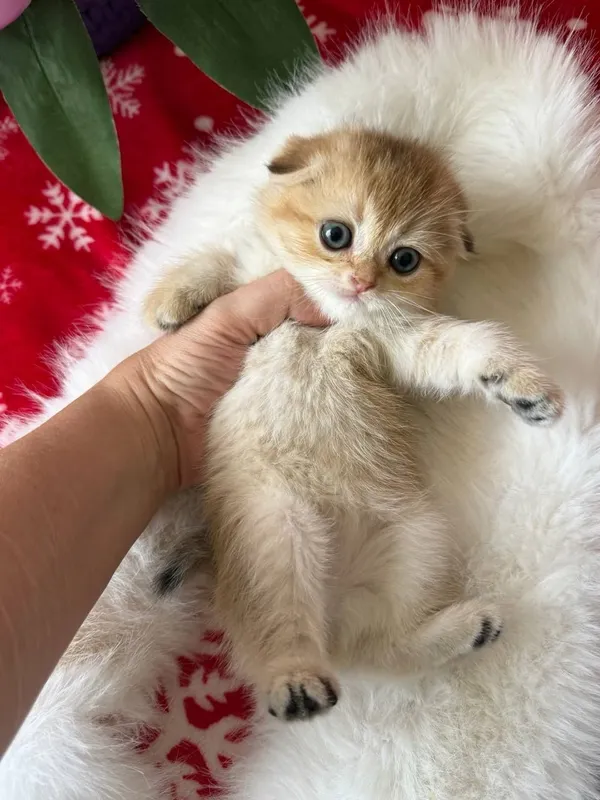 Продаются котята — фото 5