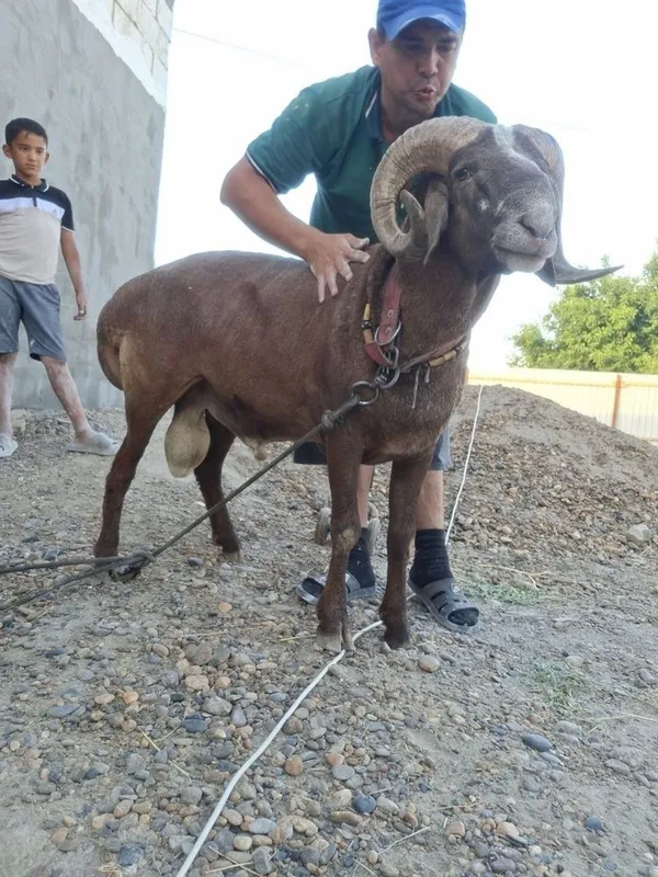 Qochqor sotiladi 2yoshar 5
