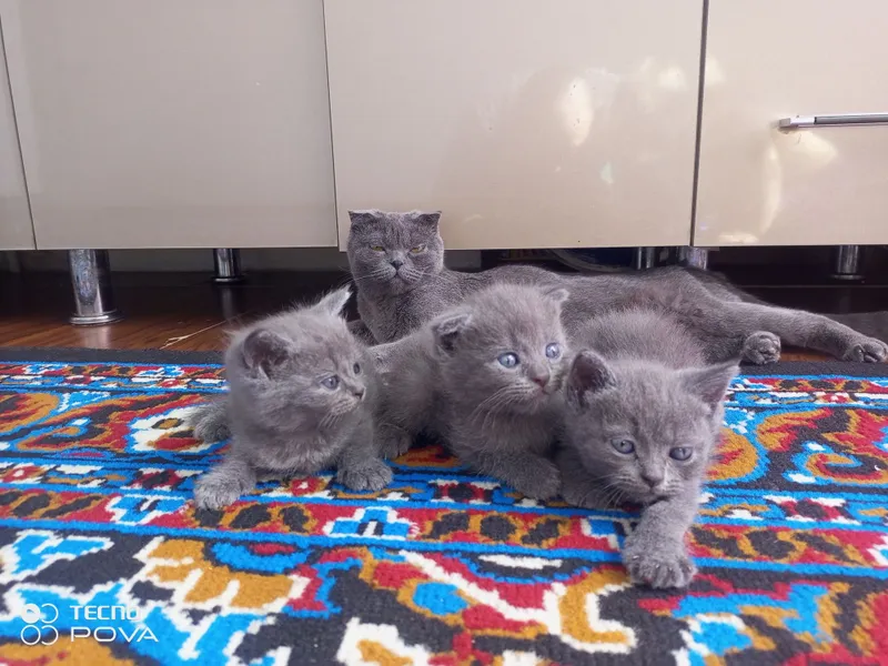 Продаются кошка и котята 3 Продаются кошка и котята 3
