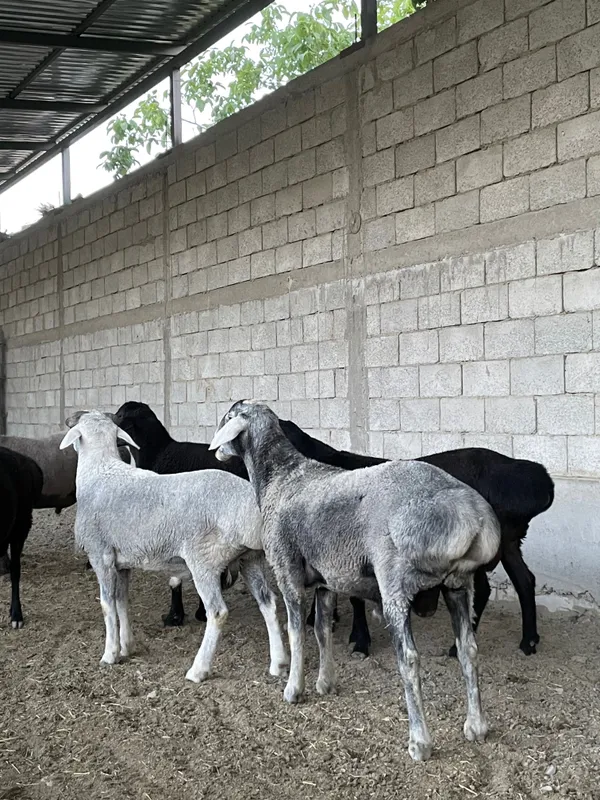 Qo'chqorlar sotiladi
