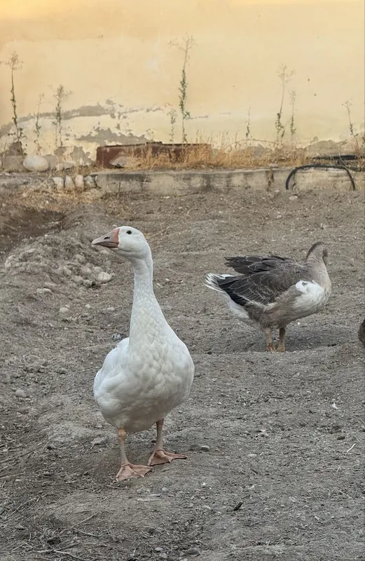 Утки и гуси, урдак ва гозлар 2