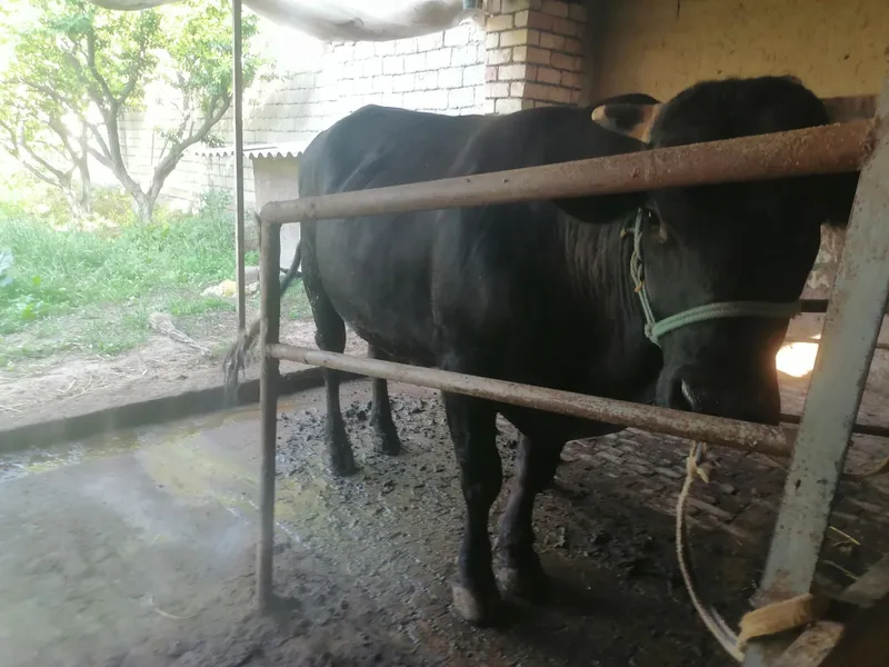 Buqa sotiladi yemlangan — фото 1