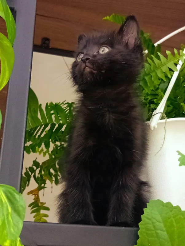 Котёнок