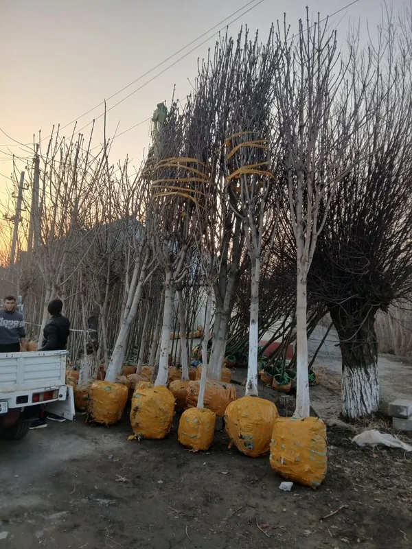 100% ishonchli Kashtan kochat va darxatlar bor — фото 3