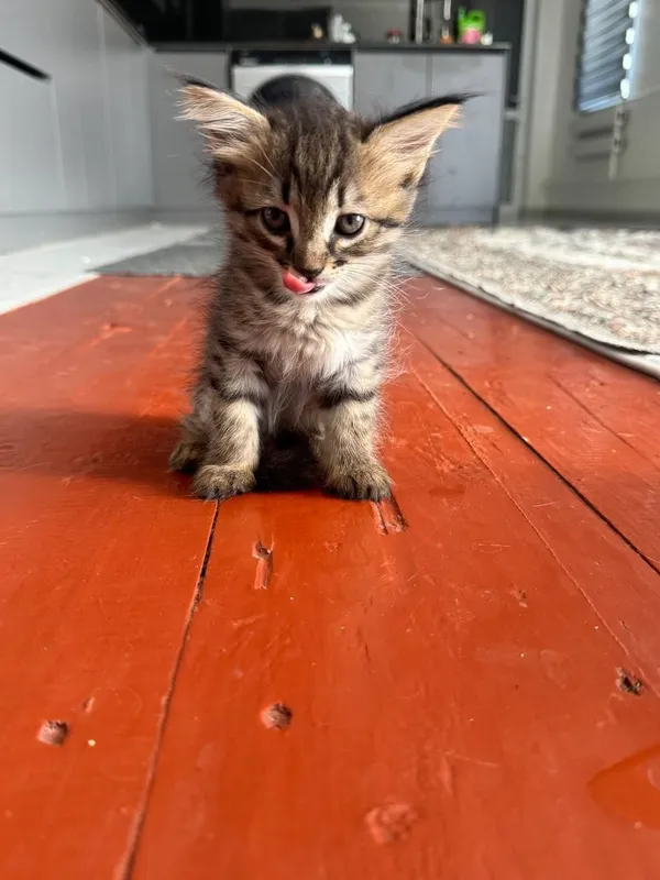 Кошка Адам хорошие руки бесплатно 2 мечется читий 1 Кошка Адам хорошие руки бесплатно 2 мечется читий 1